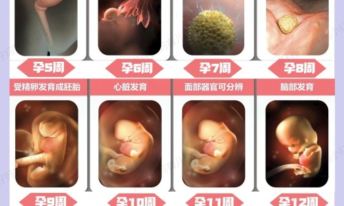 牡丹鹦鹉四个月怎么不下蛋网-分享牡丹鹦鹉4个月左右图片，牡丹鹦鹉4个月发育情况知识库